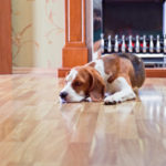 How to Get Dog Urine Smell Out of Hardwood Floors
